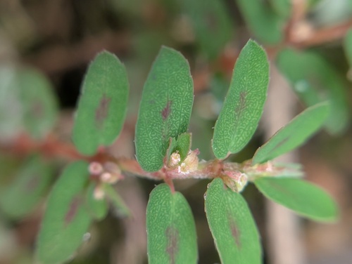 Spotted spurge