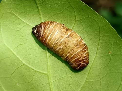 Harold Dundee's Leatherback Slug