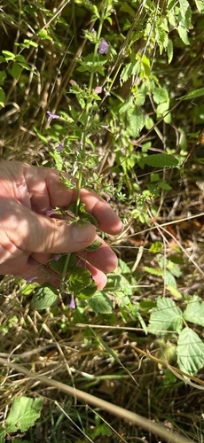 Wood Calamint