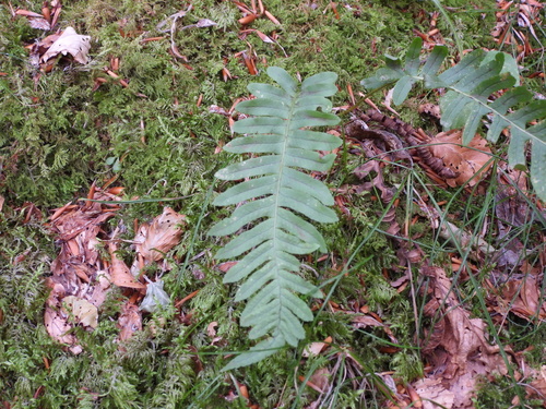 polypody ferns