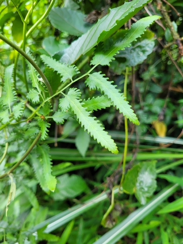 Lygodium flexuosum observed 2026-09-11