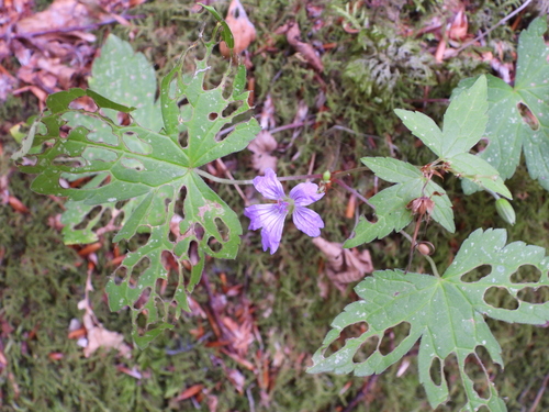 Knotted Crane's-bill