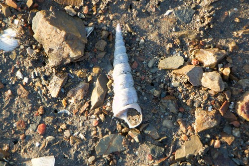 Turritella bacillum