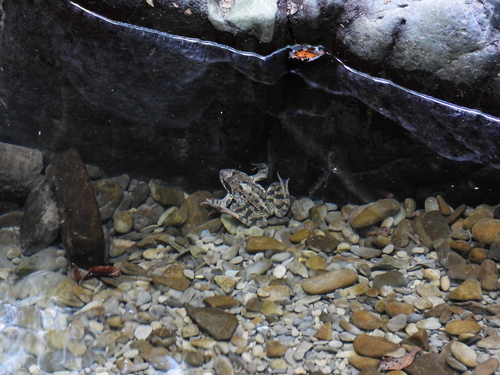 European Common Frog