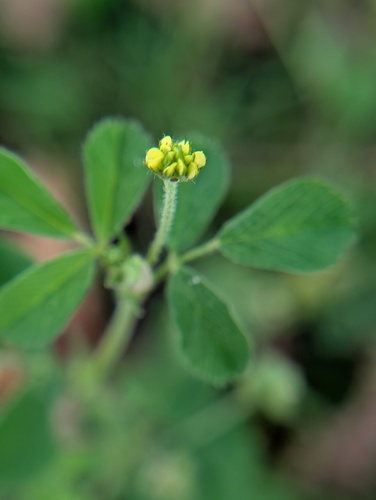 Black Medick