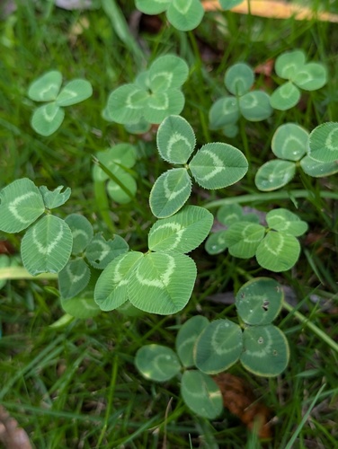 white clover