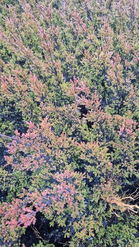 Baeckea gunniana observed 2026-09-03