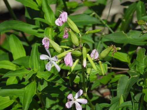 common soapwort
