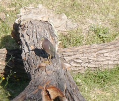 Butorides virescens