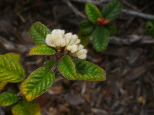 Pomaderris prunifolia, 2026-09-05