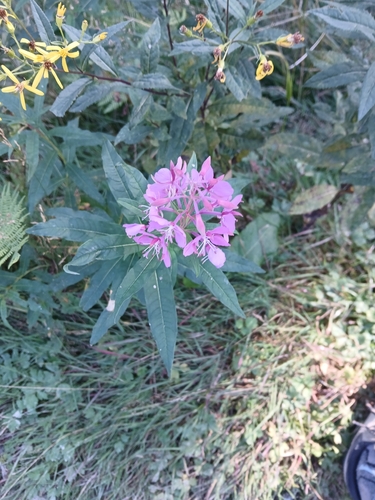 fireweed