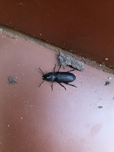 Black Longicorn Beetle
