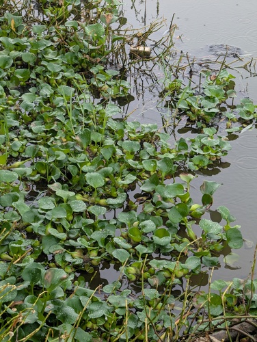 common water hyacinth