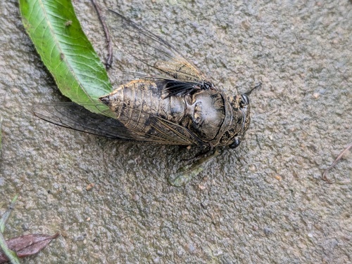 Eastern horse cicada