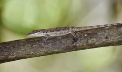 Anolis angusticeps