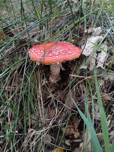 Fly Agaric