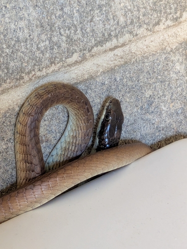 Dendrelaphis calligaster observed 2026-09-08