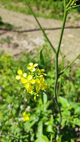 Brassica juncea observed 2026-09-10