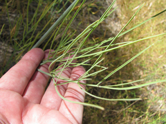 Perideridia kelloggii