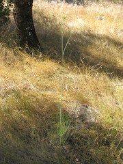 Perideridia kelloggii