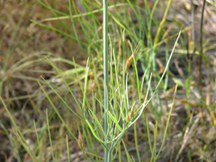 Perideridia kelloggii