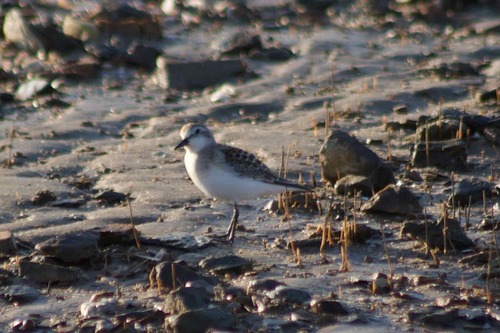 Red-necked Stint
