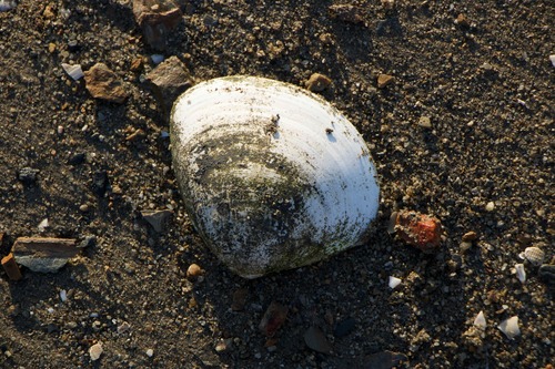 Spotted Hard Clam