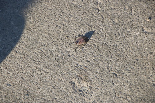 Spotted Lanternfly