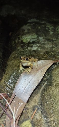 Southern Brown Tree Frog