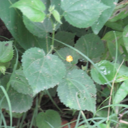 Long-stalked Sida