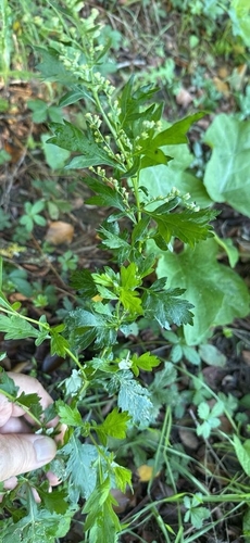 common mugwort