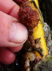 Boltenia villosa