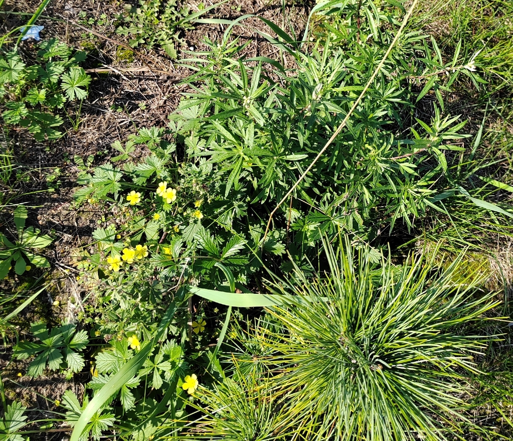 Potentilla × intermedia; photograph (c) Виктория Билоус, some rights reserved (CC BY)