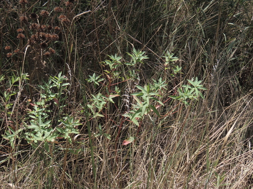 Euphorbia semivillosa, photograph 4