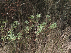 Euphorbia semivillosa, photograph (c) Oleksandr Shynder, some rights reserved (CC BY)