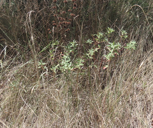 Euphorbia semivillosa, photograph 3