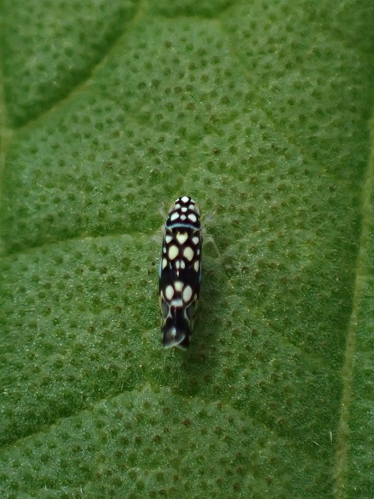 Trypanalebra maculata