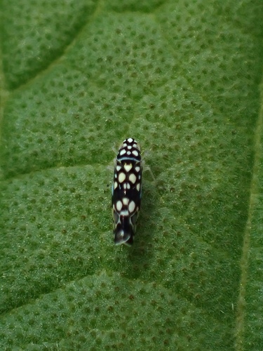 Trypanalebra maculata