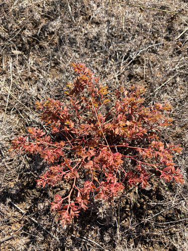 Euphorbia glyptosperma observed 2026-09-10
