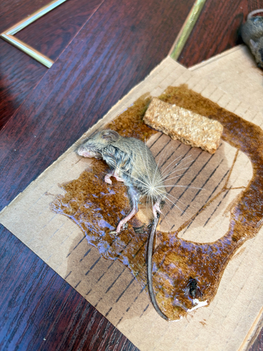 House Mouse
