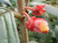 Glossoloma ichthyoderma