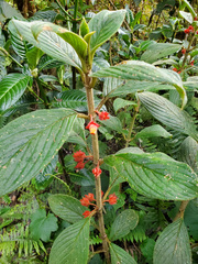 Glossoloma ichthyoderma, photograph (c) Tom Field, some rights reserved (CC BY)