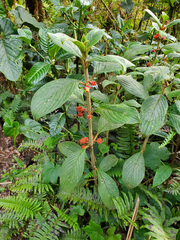 Glossoloma ichthyoderma, photograph (c) Tom Field, some rights reserved (CC BY)