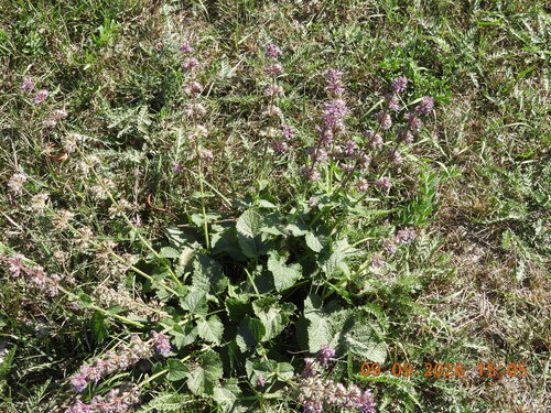 Salvia verticillata, photograph 5