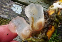 Icy Tunicate photo 3