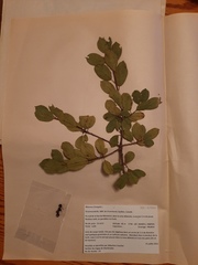 Frangula alnus