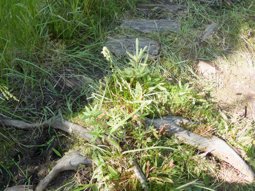 Glyceria canadensis, photograph 6
