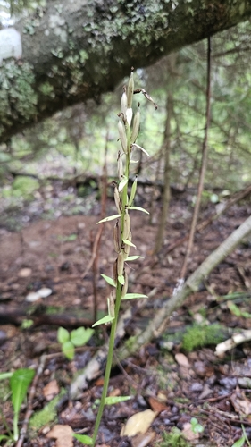 Platanthera bifolia, 2026-09-11