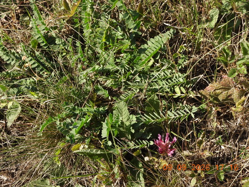 Astragalus monspessulanus