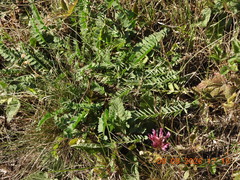 Astragalus monspessulanus